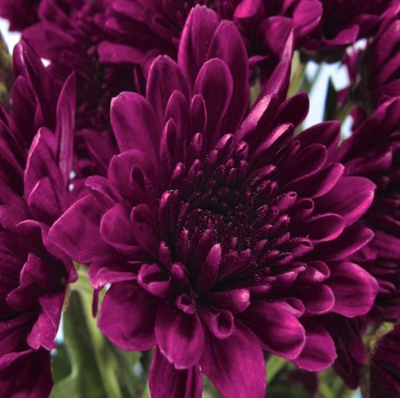 Chrysanthemum ( SPRAYS ) - 10 BUNCHES