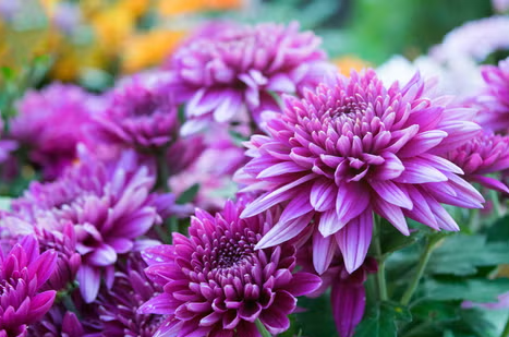 Chrysanthemum ( SPRAYS ) - 10 BUNCHES