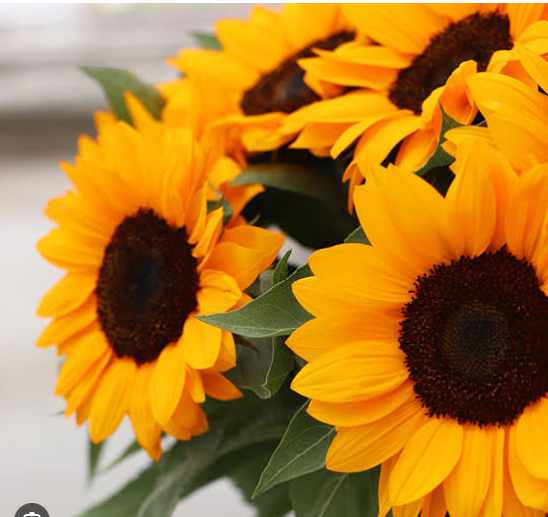 Sunflowers - 50 Stems