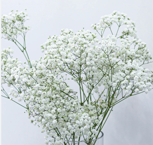 Baby Breath Bulk - 10 Bunches