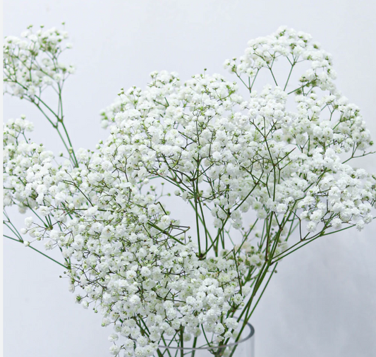 Baby Breath Bulk - 10 Bunches