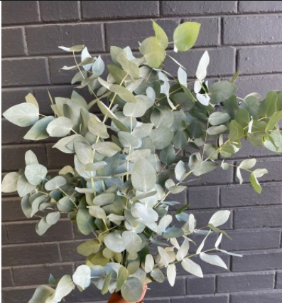 Bulk PennyGum - 10 Bunches