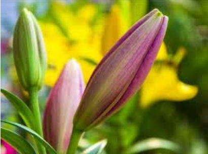 Lillies - 50 Stems