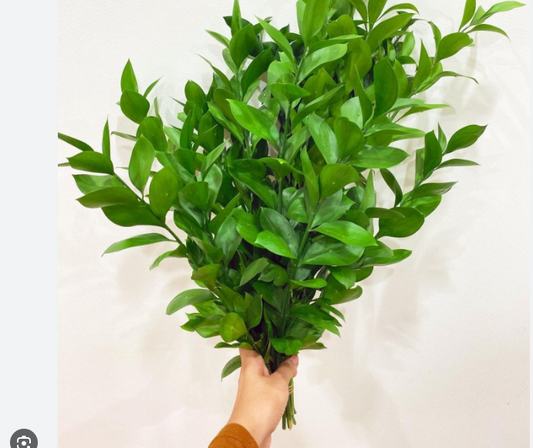 Bulk Ruskus - 10 Bunches